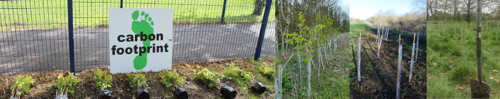 Tree planting