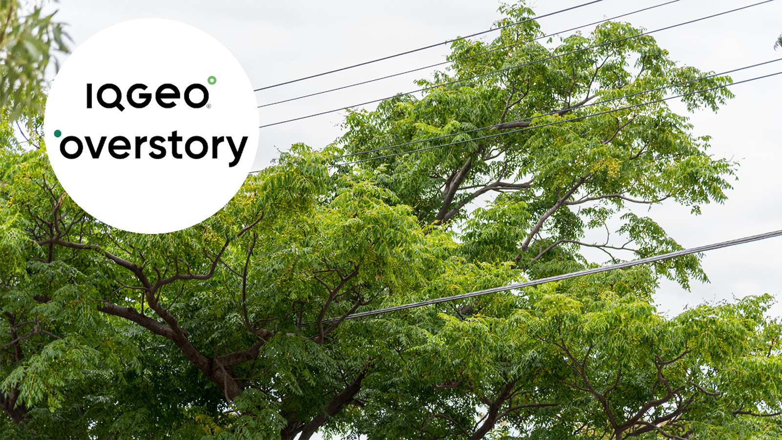 IQGeo and Overstory provide state-of-the-art vegetation management for new electric utility customer